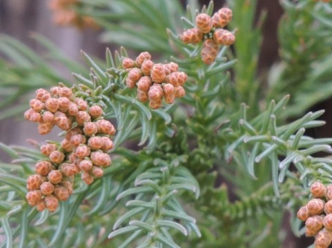 ツライ花粉症の時期です！確実な治療方法なら舌下免疫療法がおすすめ