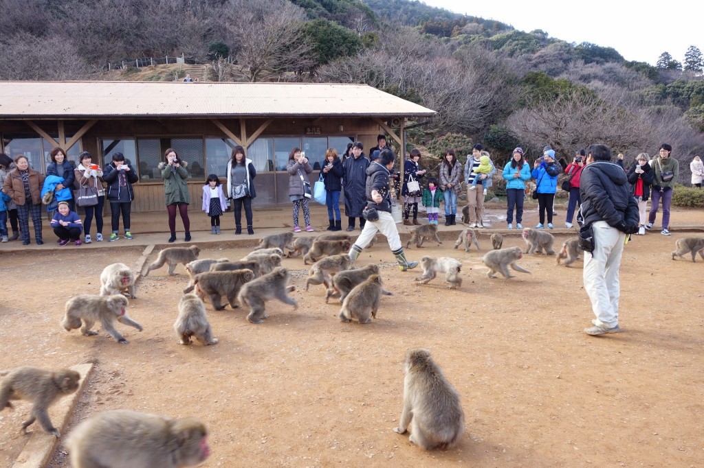 京都嵐山　観光日帰り旅行　渡月橋と竹林と超おすすめのモンキーパーク編