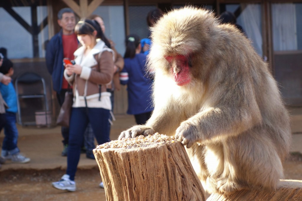 京都嵐山　観光日帰り旅行　渡月橋と竹林と超おすすめのモンキーパーク編